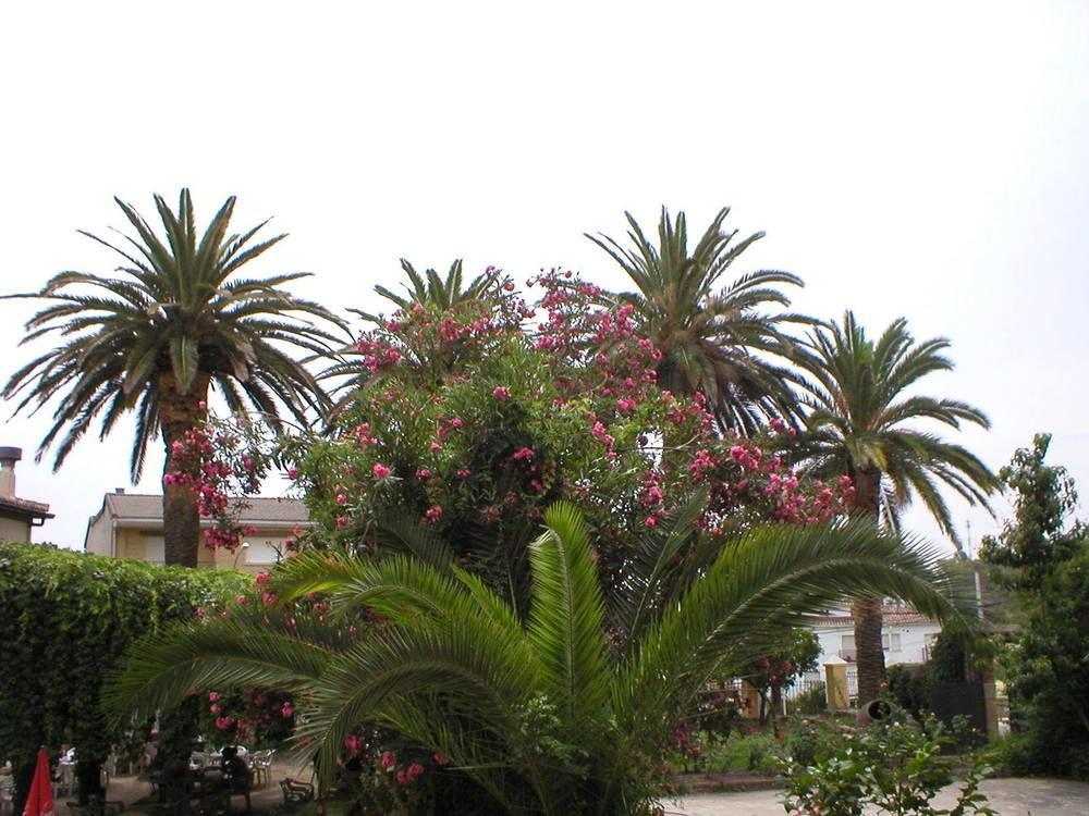Hostal La Colonial Madrigal de la Vera Buitenkant foto